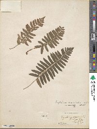 Polystichum acrostichoides image