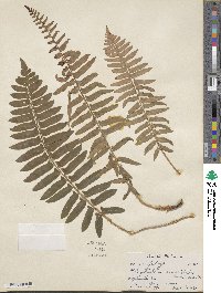 Polystichum acrostichoides image