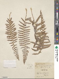 Polystichum acrostichoides image