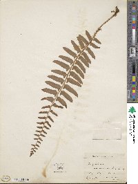 Polystichum acrostichoides image