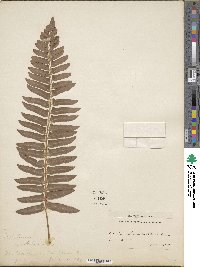 Polystichum acrostichoides image