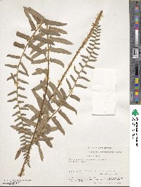 Polystichum acrostichoides image