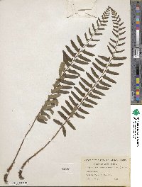 Polystichum acrostichoides image