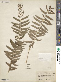 Polystichum acrostichoides image