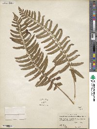 Polystichum acrostichoides image