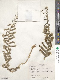 Polystichum acrostichoides image