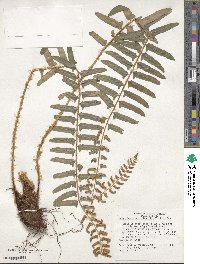 Polystichum acrostichoides image