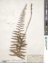 Polystichum acrostichoides image