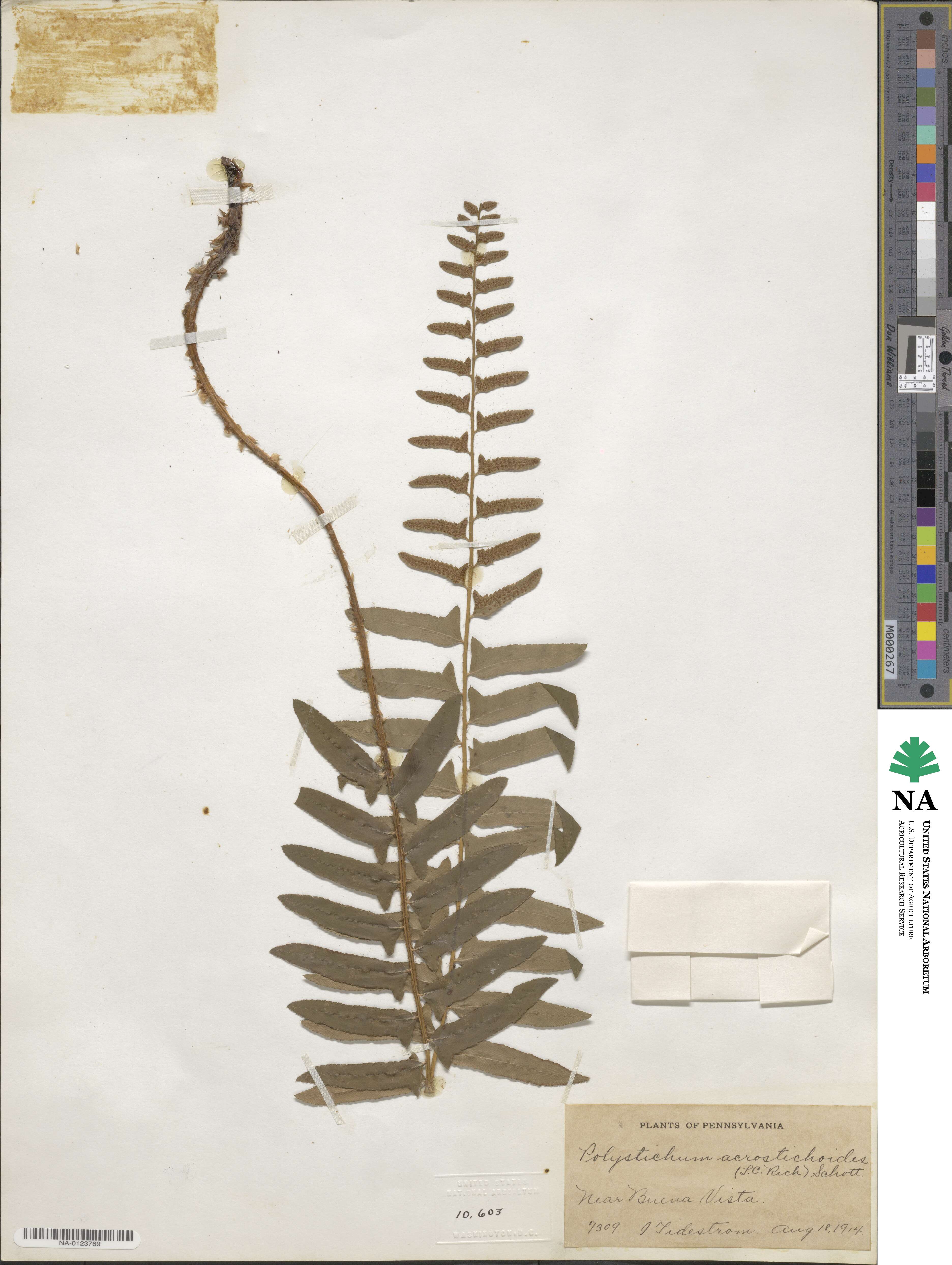 Polystichum acrostichoides image