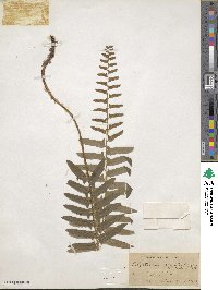 Polystichum acrostichoides image