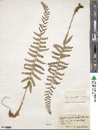 Polystichum acrostichoides image