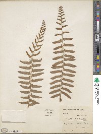 Polystichum acrostichoides image