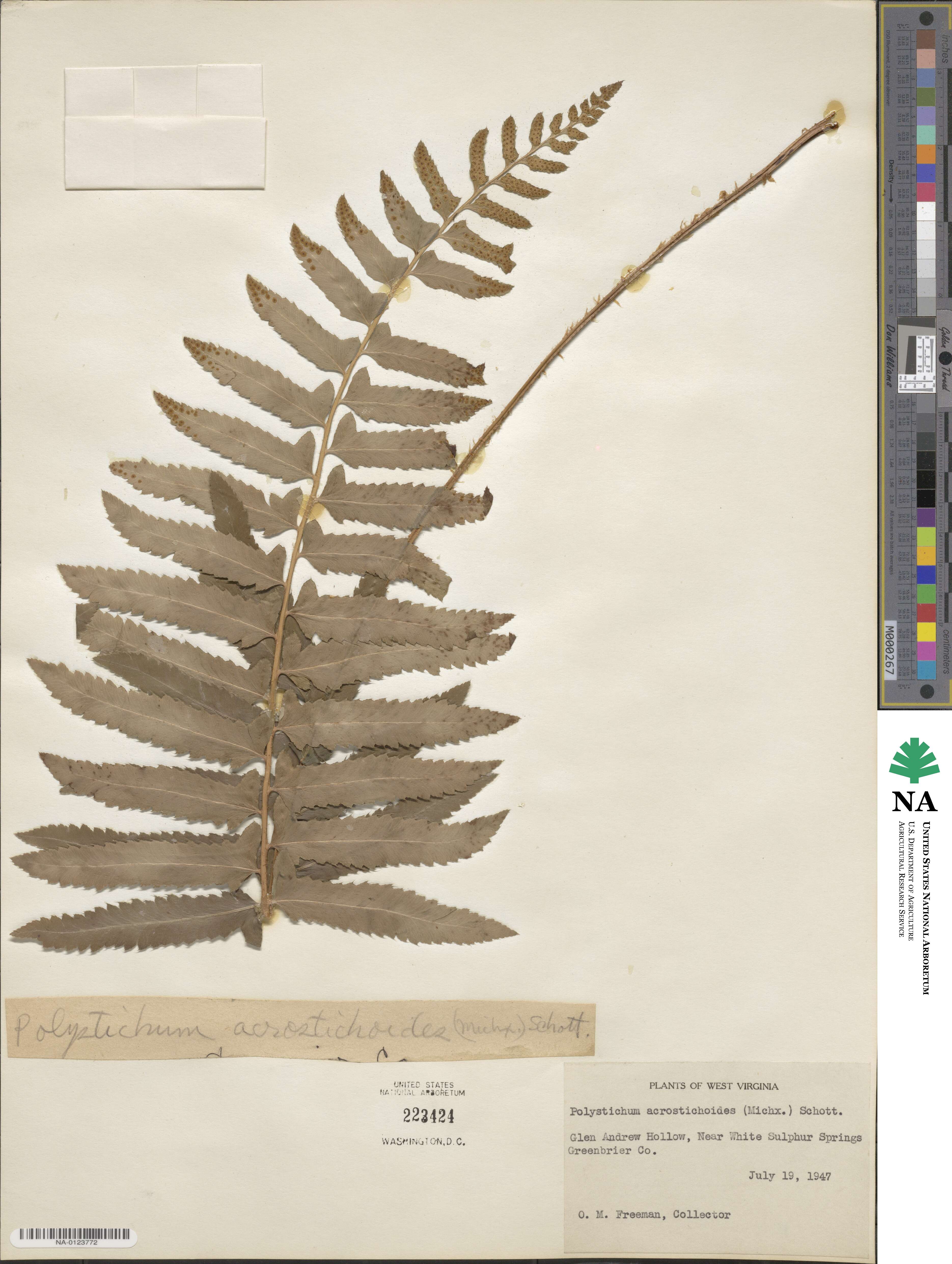 Polystichum acrostichoides image