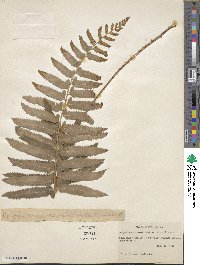 Polystichum acrostichoides image