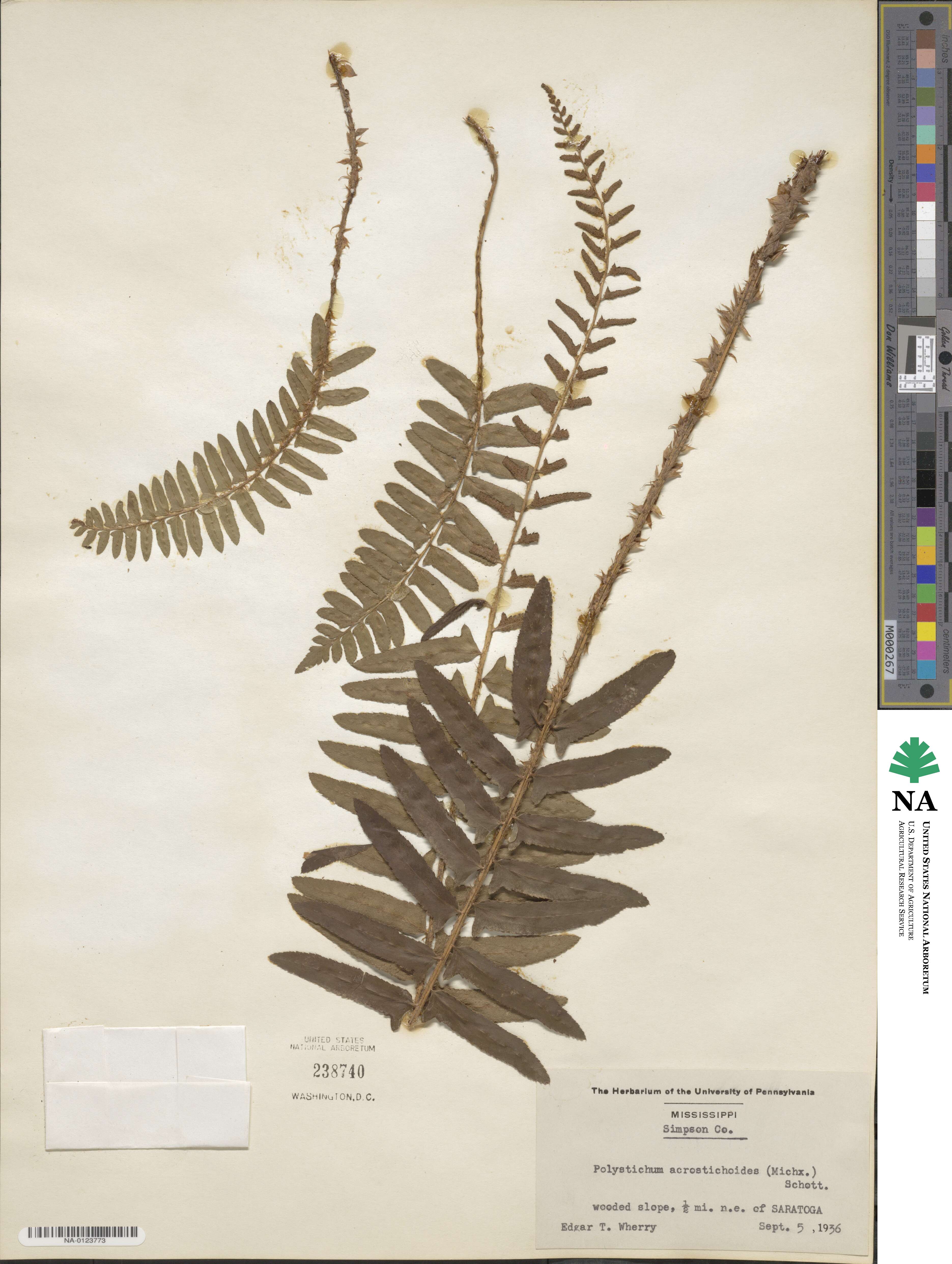 Polystichum acrostichoides image