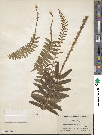 Polystichum acrostichoides image