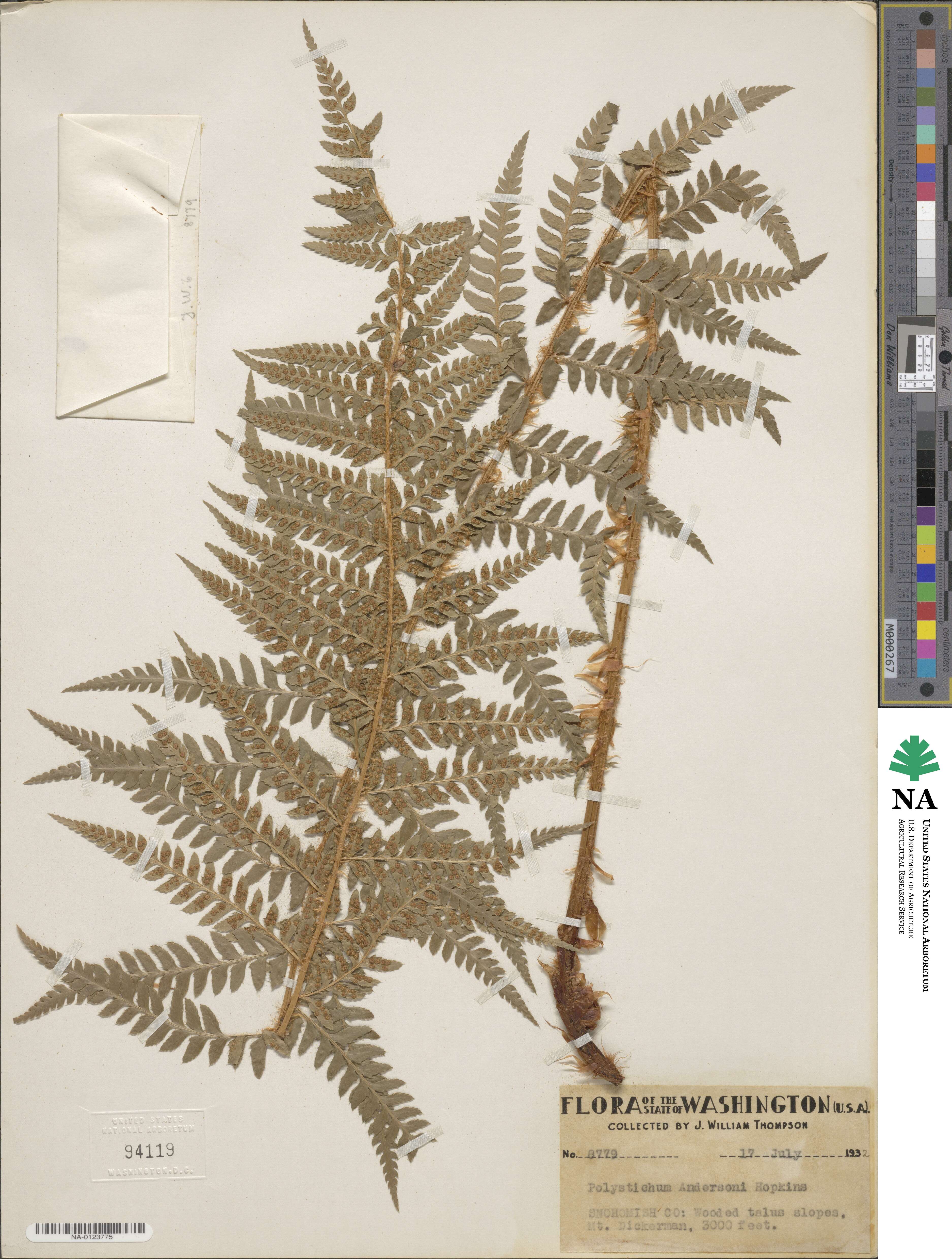 Polystichum andersonii image