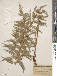 Image of Polystichum andersonii