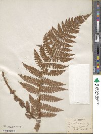 Polystichum braunii image