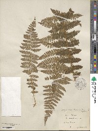 Polystichum braunii image