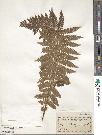 Polystichum braunii image