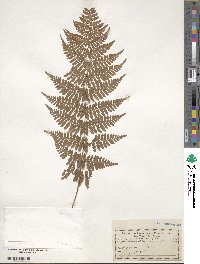 Polystichum braunii image