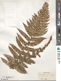 Polystichum braunii image