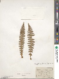 Polystichum braunii image