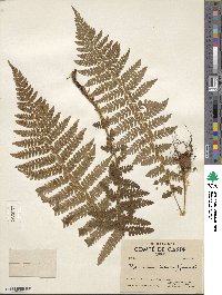 Polystichum braunii image