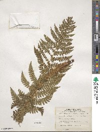 Polystichum braunii image