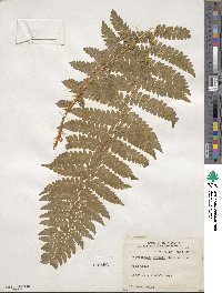 Polystichum braunii image