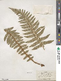 Polystichum braunii image