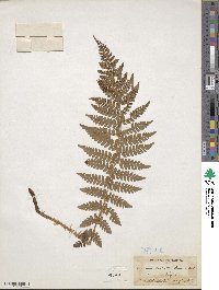 Polystichum braunii image