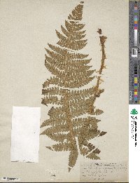 Polystichum braunii image