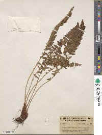 Polystichum scopulinum image