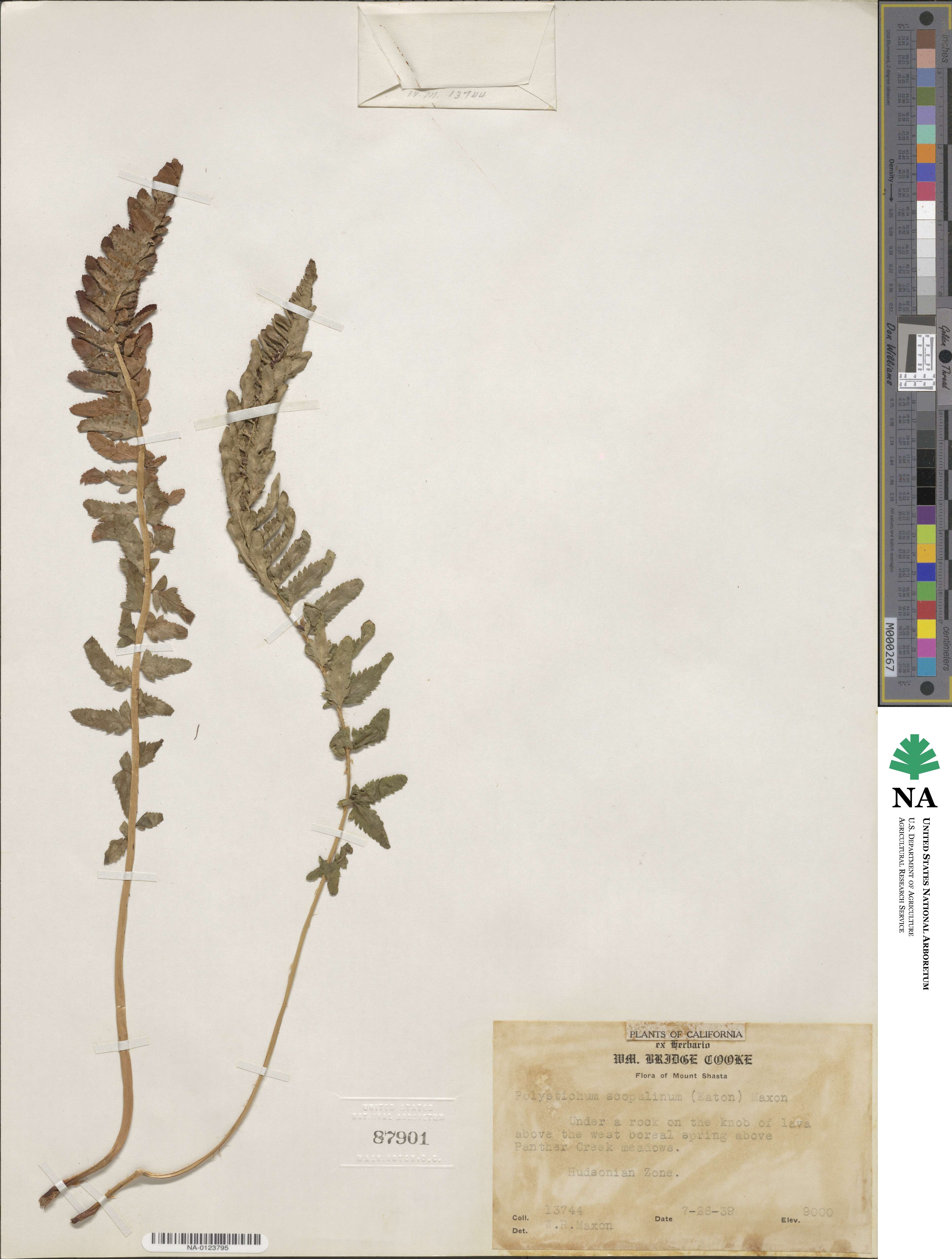 Polystichum scopulinum image