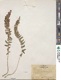 Polystichum scopulinum image