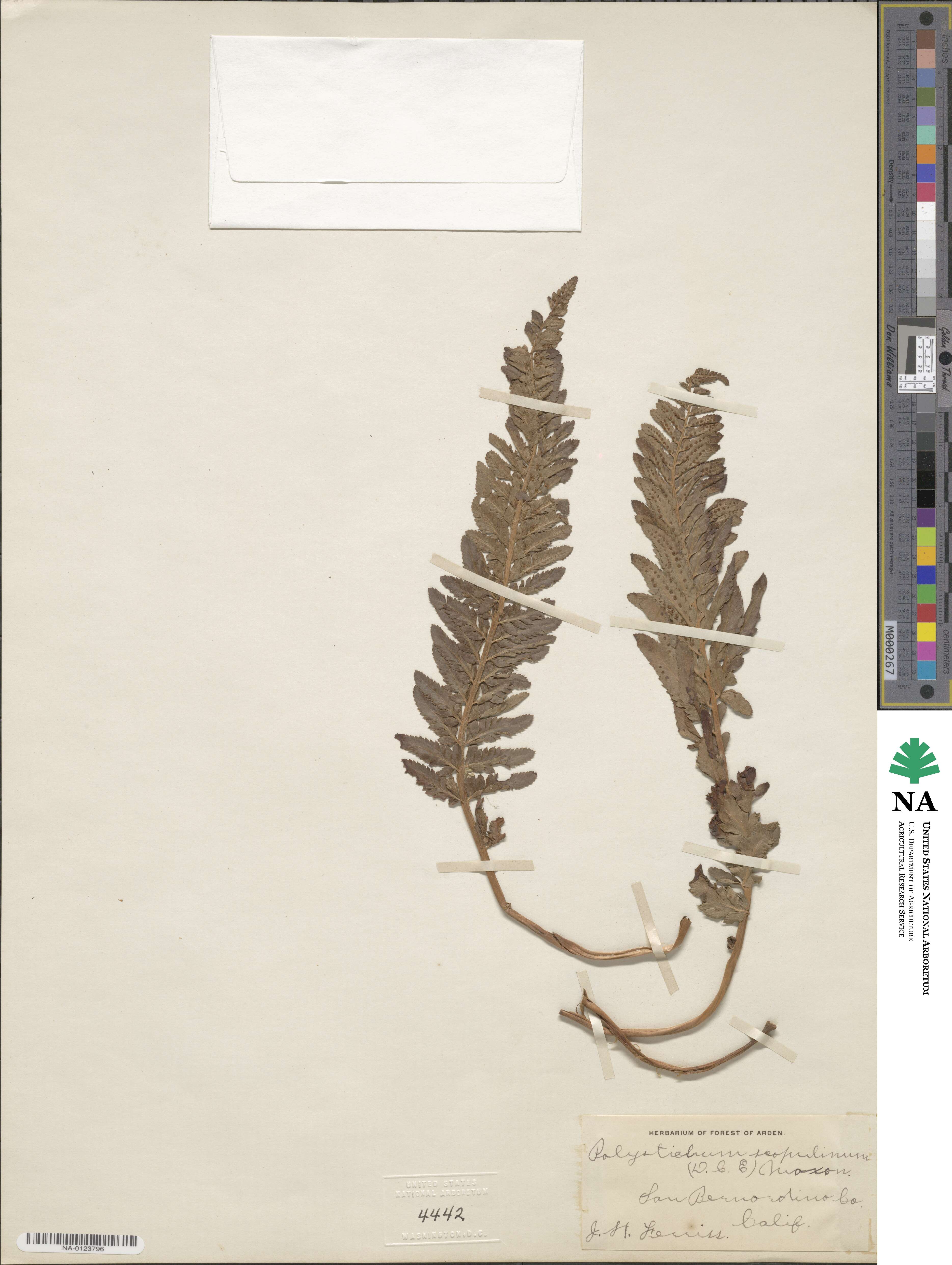 Polystichum scopulinum image