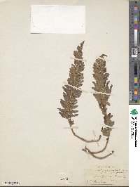 Polystichum scopulinum image