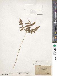 Gymnocarpium dryopteris image