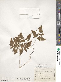 Gymnocarpium dryopteris image