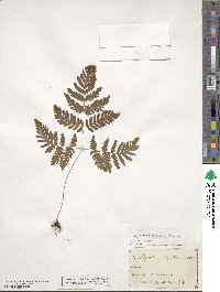 Gymnocarpium dryopteris image