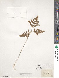 Gymnocarpium dryopteris image