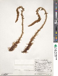 Polystichum dudleyi image