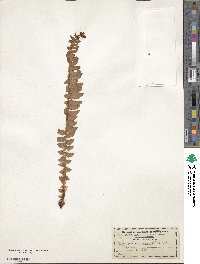 Polystichum lonchitis image