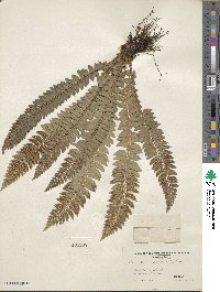 Polystichum lonchitis image