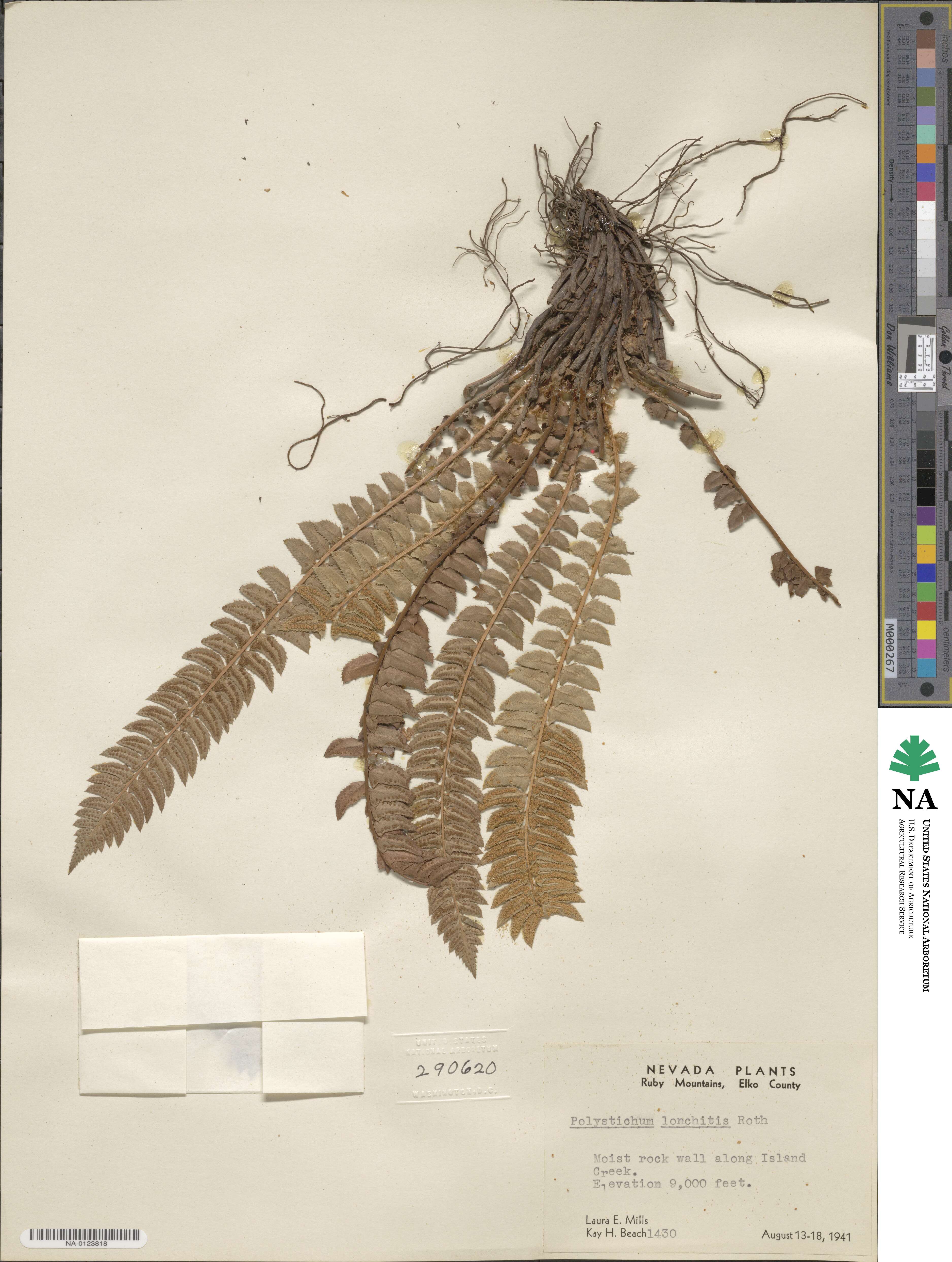Polystichum lonchitis image