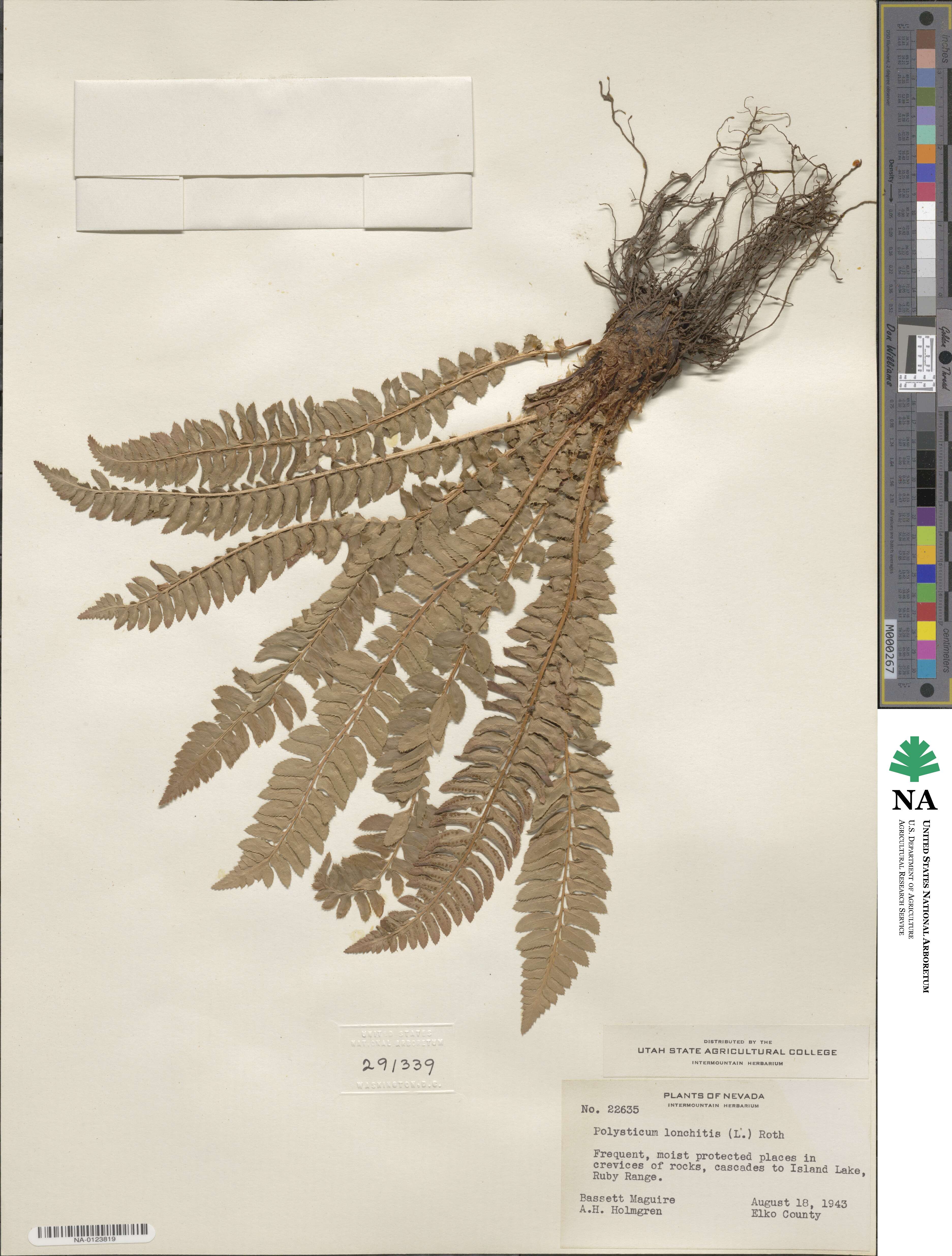 Polystichum lonchitis image