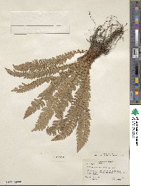 Polystichum lonchitis image