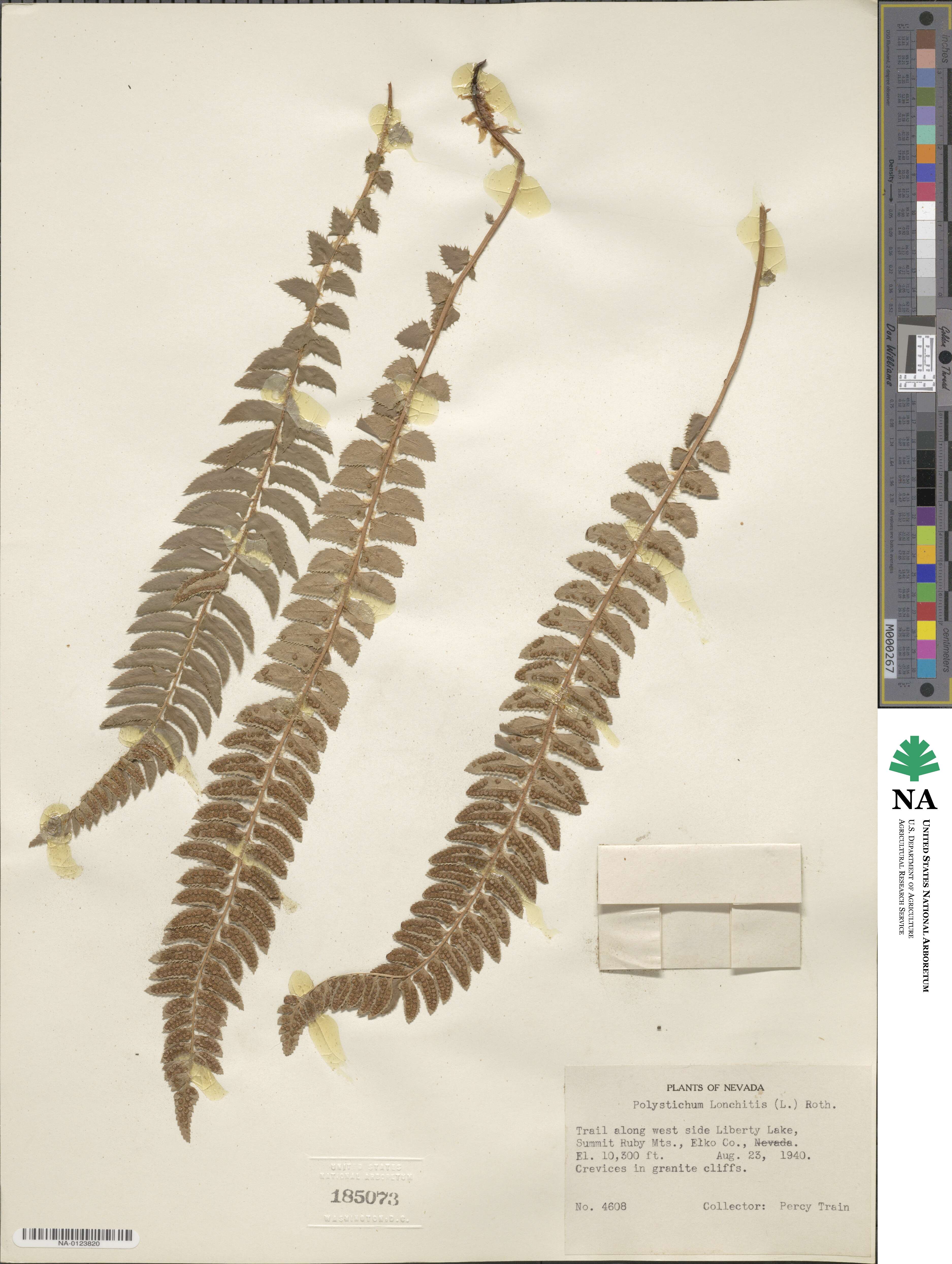 Polystichum lonchitis image